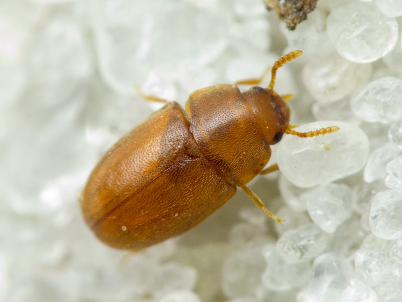 Pentaphyllus testaceus (Hellwig, 1792)